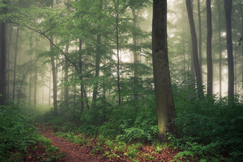 &nbsp; / An Eifel landscape