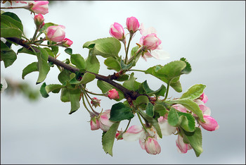 &nbsp; / Яблоня в цвету