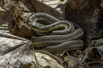 &nbsp; / This small Garter snake was quite content to let me take its picture