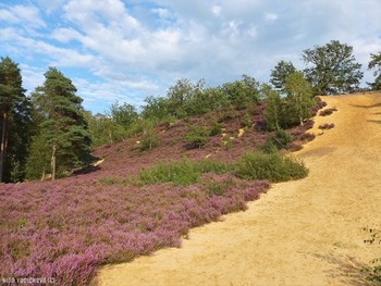 Fischbeker Heide Hamburg / Вересковая долина в районе Фишбек (Fischbeker Heide) составляет 773 га одного из крупнейших охраняемых районов Гамбурга. Эта необыкновенная красота! Если бы фотография могла передать тонкий аромат вереска, жужжание пчёл над ним, саму атмосферу вокруг восхитительного цветения! Лица людей, которых я встречала в вересковой долине, светились от счастья и радости! Когда такое видишь, начинаешь верить, что красота, действительно, спасёт мир.
http://fotokto.ru/blogs/fischbeker-heide-hamburg-32765.html

Слайд-шоу &quot;Fischbeker Heide Hamburg&quot;

https://www.youtube.com/watch?v=DMM68wkJe-g

Вересковая долина летом. Альбом «Пейзаж»: http://fotokto.ru/id156888/photo?album=76852 Альбом «вересковая долина, дюны»: http://fotokto.ru/id156888/photo?album=75053