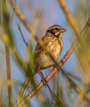 &nbsp; / Камышовая овсянка. Самка (Emberiza schoeniclus)