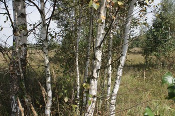 березки / прогулка