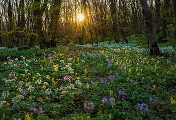 Цветущий ковёр / Весенний рассвет. Обильное цветение лесных цветов. 
Лес около города Ставрополь. 
Фотопроект «Открывая Ставрополье». Начало апреля, 2020 года.