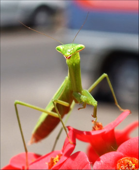 В городе / Тель-Авив