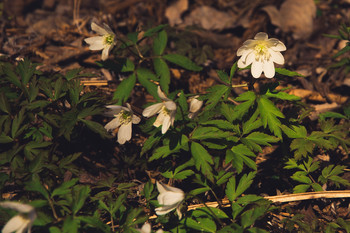 Ветреница / Род многолетних травянистых цветковых растений семейства Лютиковые, включает около 170 видов. Многие виды ветреницы в некоторых источниках относят к роду Прострел.