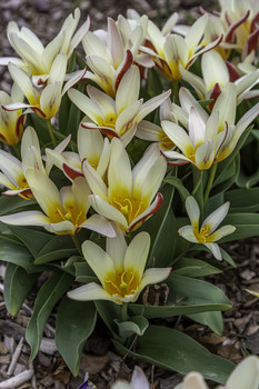 &nbsp; / These small beautiful tulips were brilliant with color