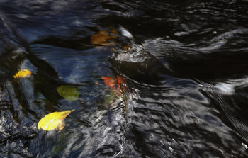 Золотая рыбка ... / Вода