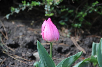 Утренняя роса / Тюльпаны - цветы весны