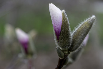 &nbsp; / This magnolia tree was in bud and starting to bloom