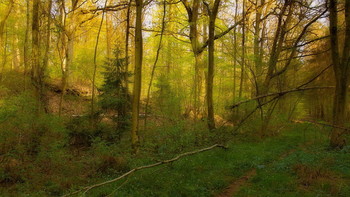 Перед закатом .. / Лесной весенний пейзаж .