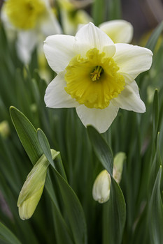 &nbsp; / This gorgeous daffodil was growing in a park near home