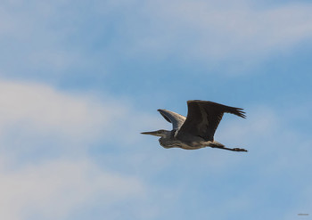 &nbsp; / Серая цапля (Ardea cinerea)