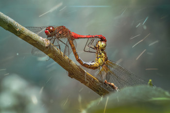 Кама с утра..) / Kamasutra