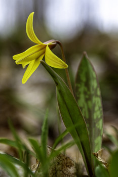  / This beautiful yellow spring wildflower was all through the woods
