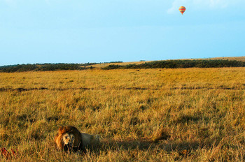 КАЖДОМУ СВОЁ / Кения. Африканская савана