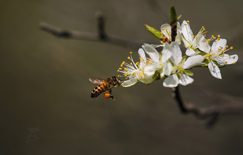 Пчела / Сохранённое мгновение. 
Апрель, 2020 года. 
Фотопроект «Открывая Ставрополье».