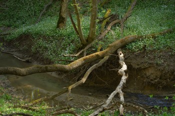 Ручей / Весна в лесу