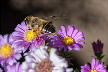 Взаимопомощь / Раз пчела в тёплый день весной, свой пчелиный покинув рой, полетела цветы искать и нектар собирать
