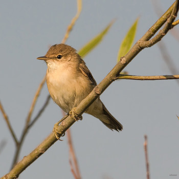 Одинокая... / Садовая камышовка (Acrocephalus dumetorum)