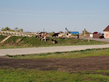 коровы / последние остались