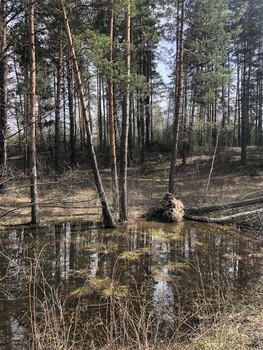 Весенние зарисовки / ***