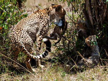 ДЕТИ КУШАТЬ ПОДАНО / Кения. Национальный парк Масаи- Мара ГЕПАРДЫ