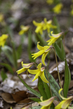 &nbsp; / There was a whole mass of Trout Lilies in this forest