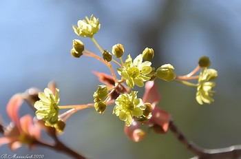 Цветенье / ...