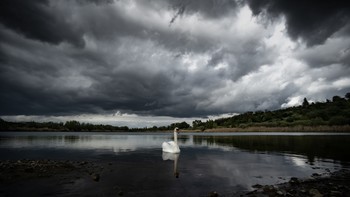 Schwanenkönig / Ein einzelner Schwan kurz vor dem Sturm.