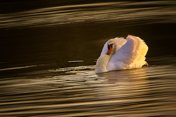 &nbsp; / Лебёдушка