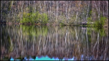 &nbsp; / forest trees, refllected in the pool