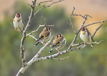 Щеглы / Черноголовый щегол, или обыкновенный щегол (лат. Carduelis carduelis) — певчая птица семейства вьюрковых отряда воробьинобразных.