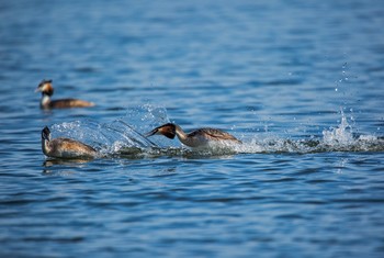 В брызгах воды / большие поганки(чомги)