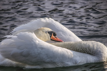Про спящую красавицу / "Она, как под крылышком у сна, так тиха , свежа лежала , что лишь только не дышала ."Пушкин