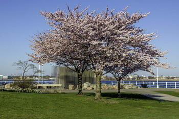  / Spring by the river in Sarnia Ontario is beautiful with all these cherry blossoms