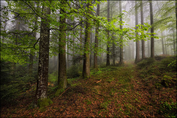 &nbsp; / Regen und Nebel