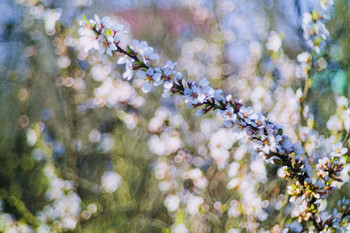 Утопая в цвету / Веточка вишни(Oreston 50)