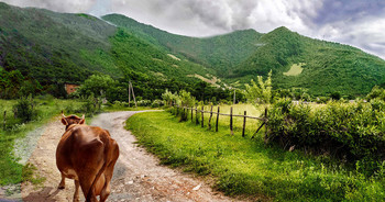 Молоко идёт домой / Карпаты