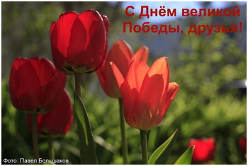 С Днём Победы! / Тюльпаны под моим окном...