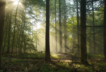 Утро / Утренний лесной пейзаж . Зарисовка