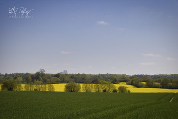 &nbsp; / Die Landschaft Angeln zur Zeit der Rapsblüte