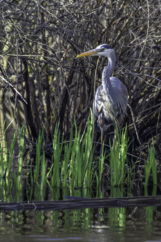 &nbsp; / This Blue Heron was hiding in the bushes or at least that is what it thought