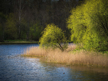 Spring awakening of nature. May. / Spring.