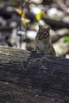 &nbsp; / This chip was taking a peek over a log to see what was on the other side