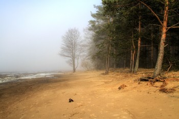 Туман / Сосны