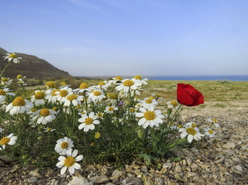 У Мертвого моря / На холмах Мертвого моря в этом году произошло чудо. Холмы покрылись разноцветным ковром распустившихся цветов. Это редкое явление. А причиной тому дожди.
