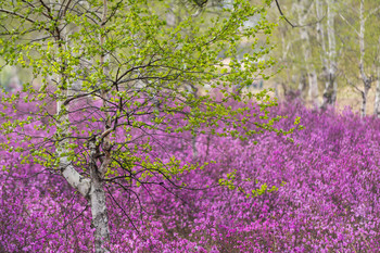 Цветёт багульник / Забайкалье
