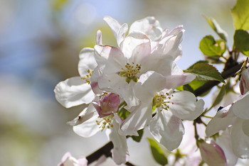 Цветущая весна / ***