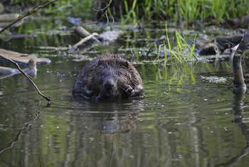 Бобр на речке / ...