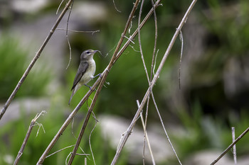  / This tiny little gem of a bird is a flycatcher